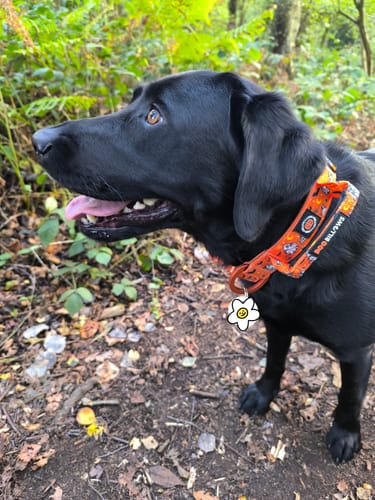 Sophie J. review of 4cm Lighter Combat® Collar | Halloween BooBillows image 1 out of 2