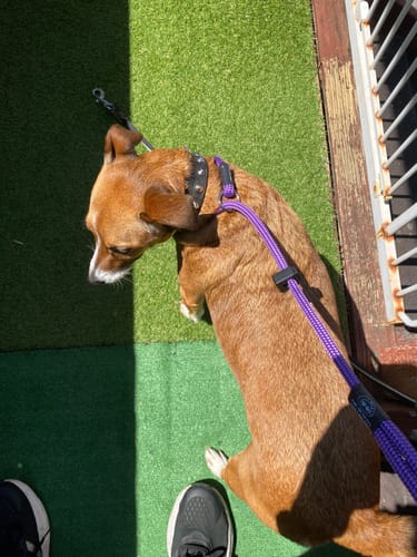 Jax B. review of Soft Rope *Limited* Slip Collar image 1 out of 1