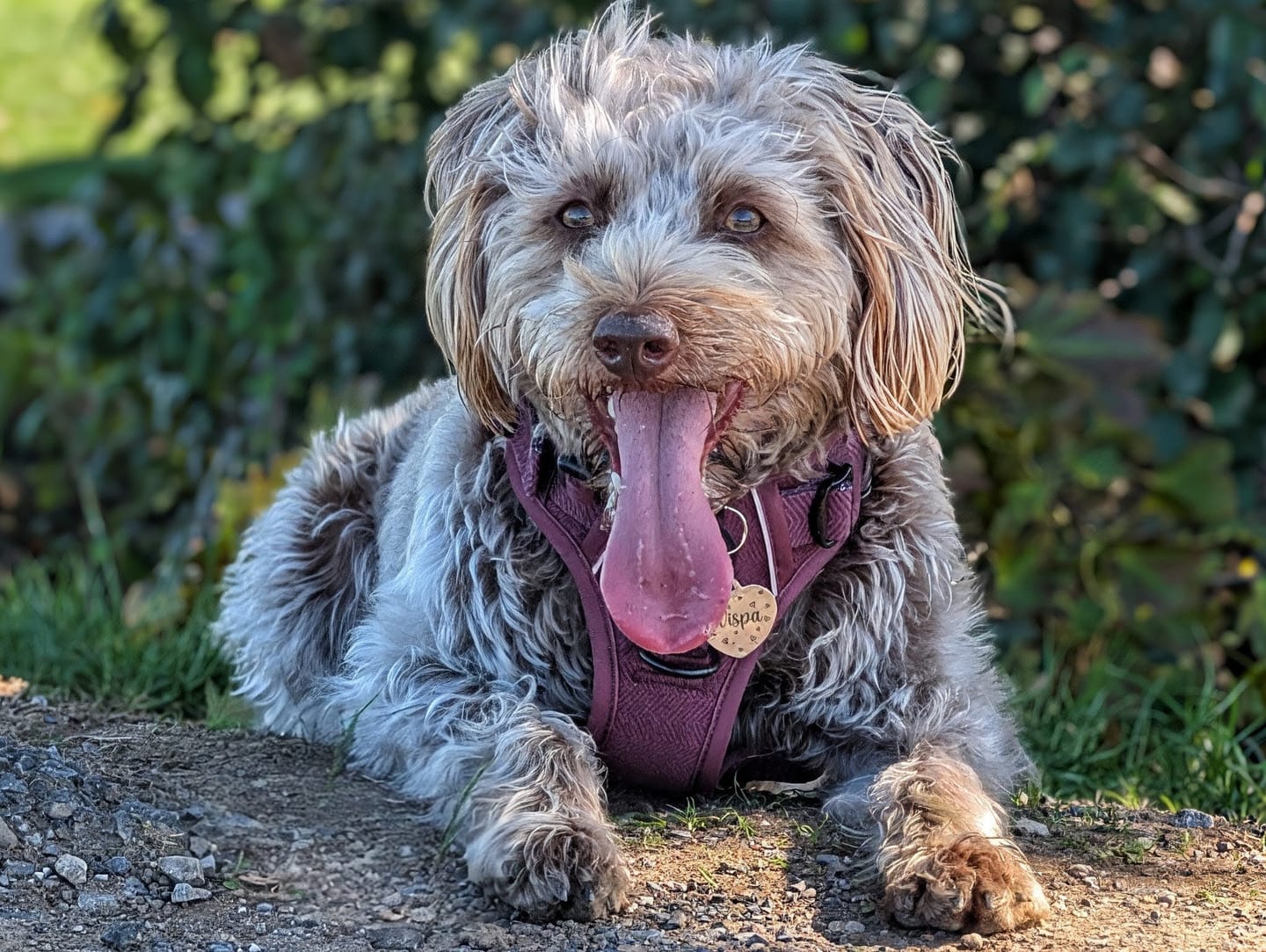 Customer photo review of Adjustable Collar - Mulberry Tweed