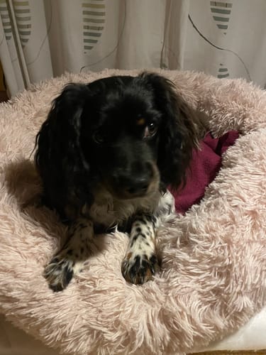 Customer photo review of CalmBed - Motverkar stress & hjälper mot ångest