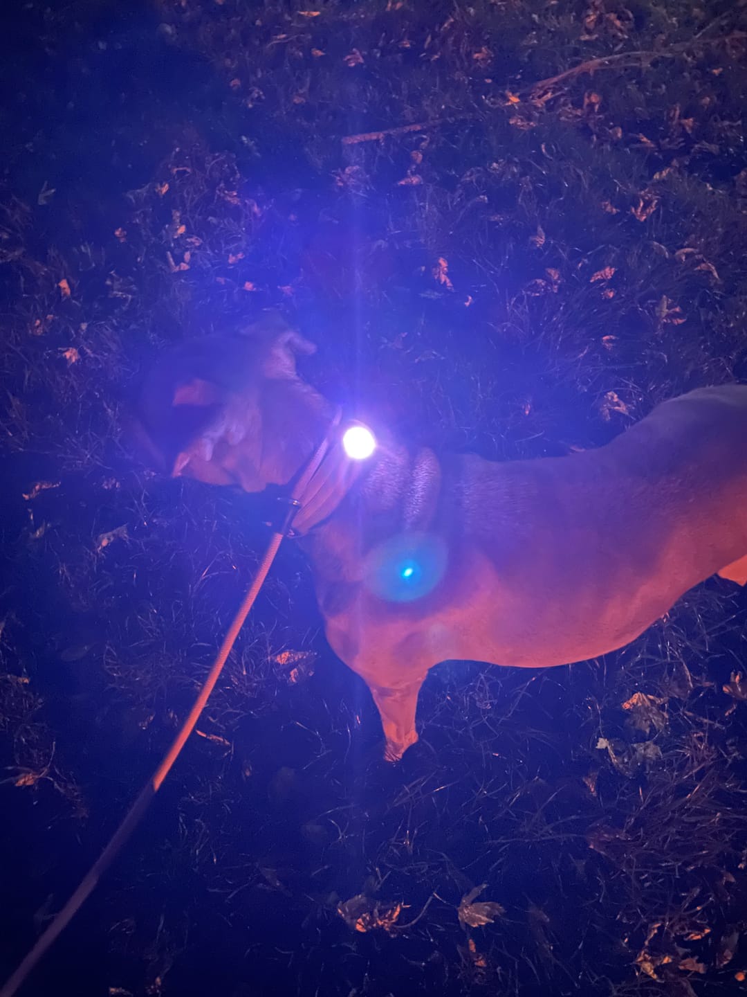 Customer photo review of TrekBright® Dog Safety Light