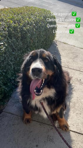 Customer photo review of AMITY SALMÓN PERRO ADULTO 14 kg