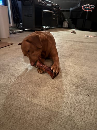 Customer photo review of Smoked Beef Marrow Bone