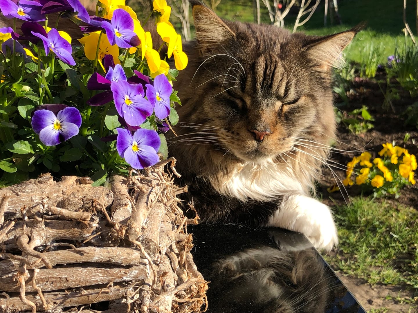 Customer photo review of Gelenk Vital Paket für Katzen