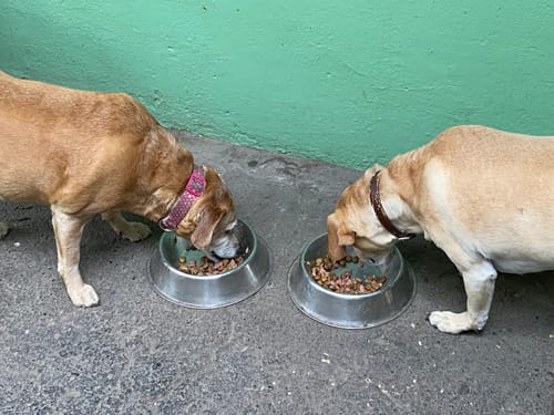 Customer photo review of Terrine de Vacuno para Perros