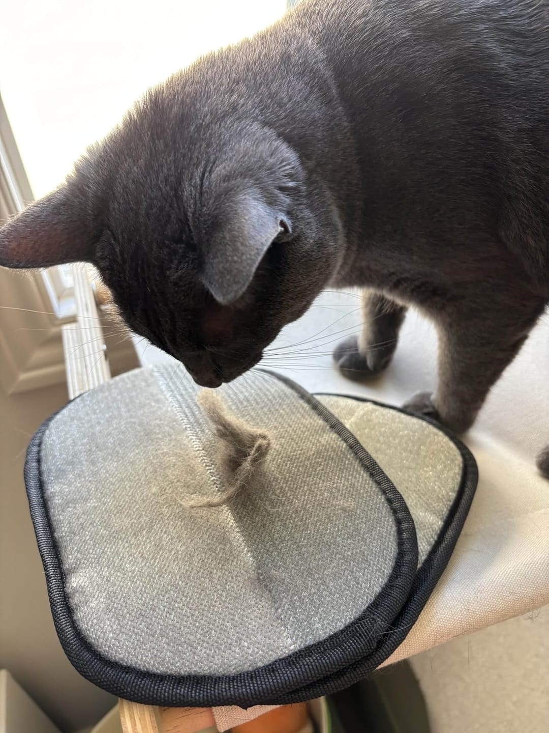 Customer photo review of Pet Hair Removal Glove with Dual-Sided Electrostatic Bristle