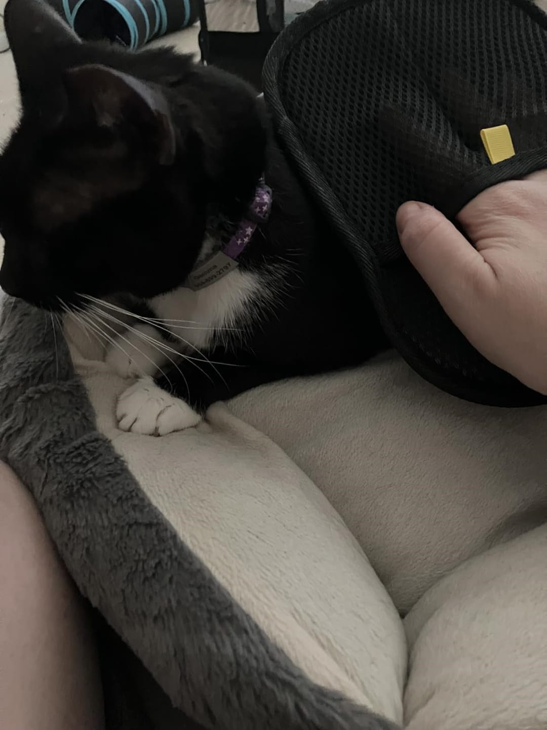 Customer photo review of Pet Hair Removal Glove with Dual-Sided Electrostatic Bristle