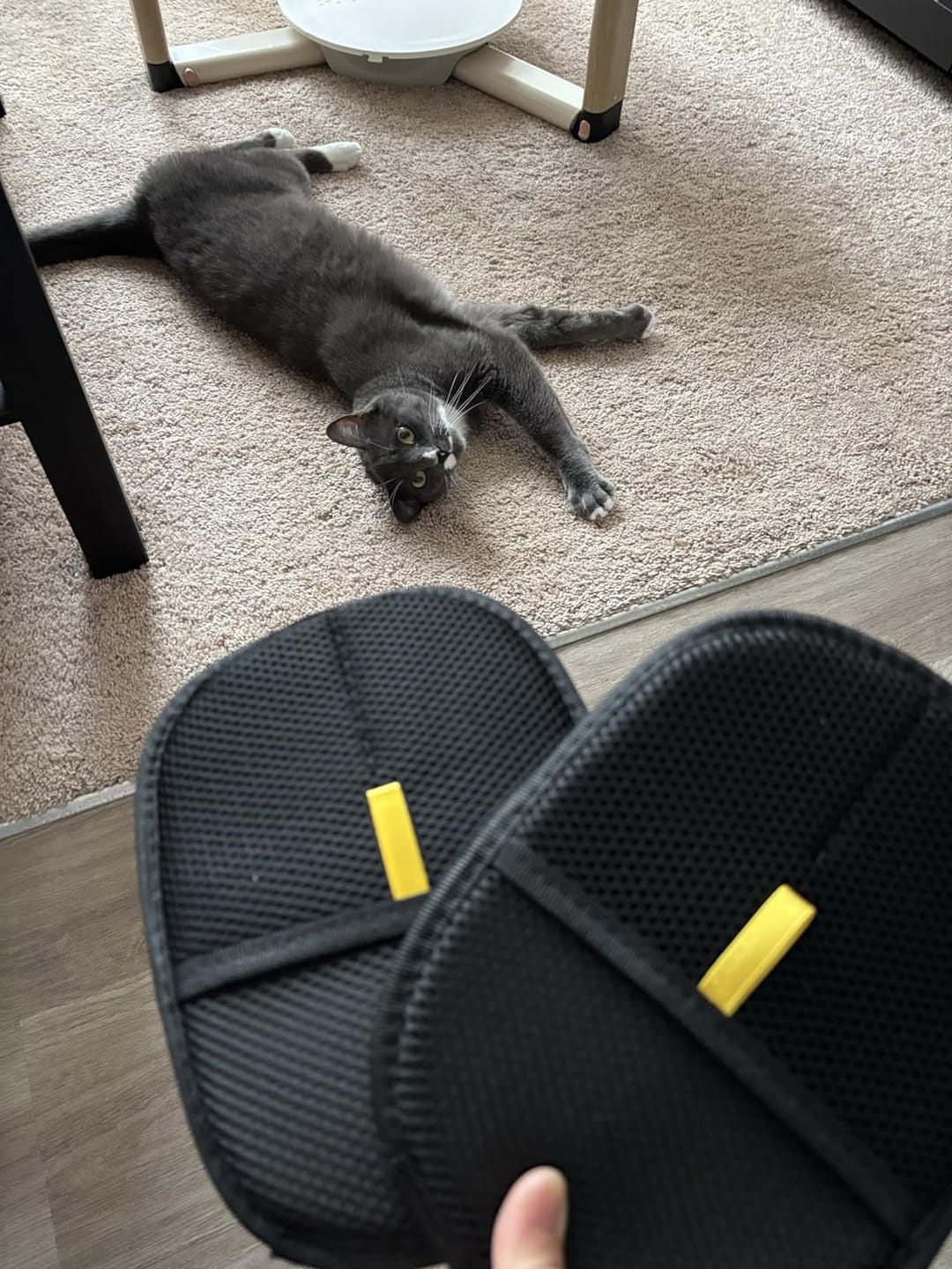 Customer photo review of Pet Hair Removal Glove with Dual-Sided Electrostatic Bristle