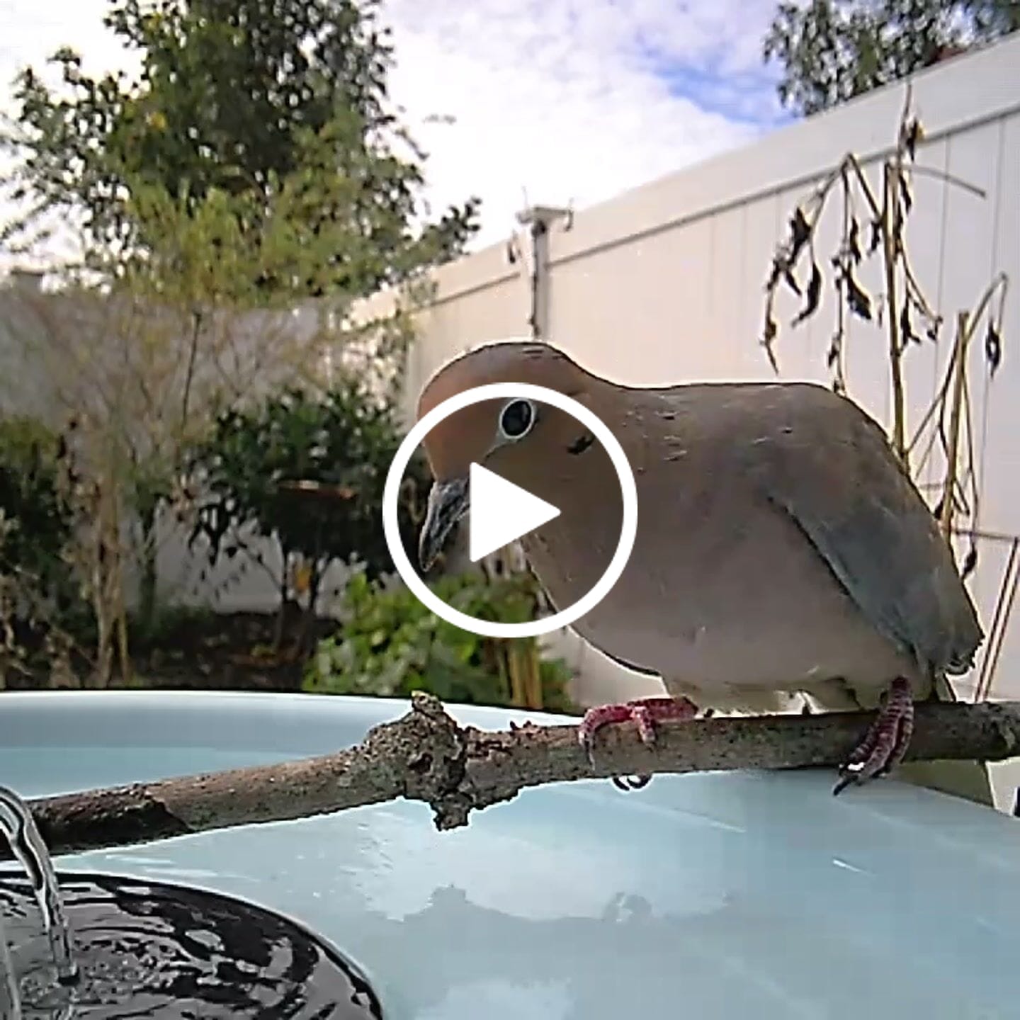 Customer video review of Birdfy Bath Pro with Stand - Solar-Powered Smart Birdbath with Fountain