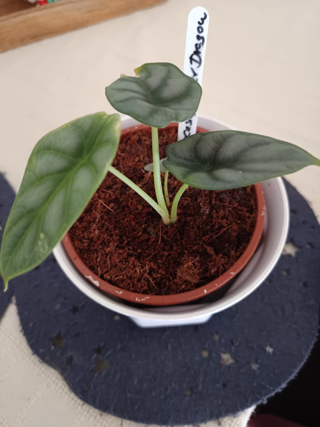 Customer photo review of ALOCASIA SILVER DRAGON