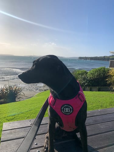 Fiona W. review of Comfort Premium Harness | Non Restrictive - Magenta image 1 out of 2