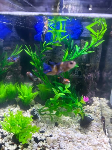 Customer photo review of Koi Nemo Female Betta Fish Sorority | Successful Sorority Pack