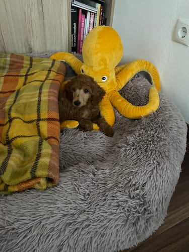 Customer photo review of Puppery Hundebett Wolke 7 - Das Original