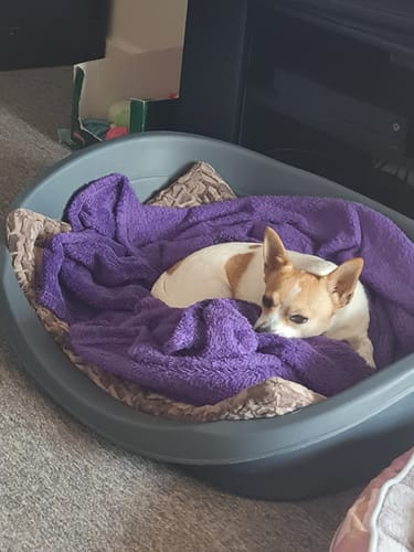 Customer photo review of Shipping Protection