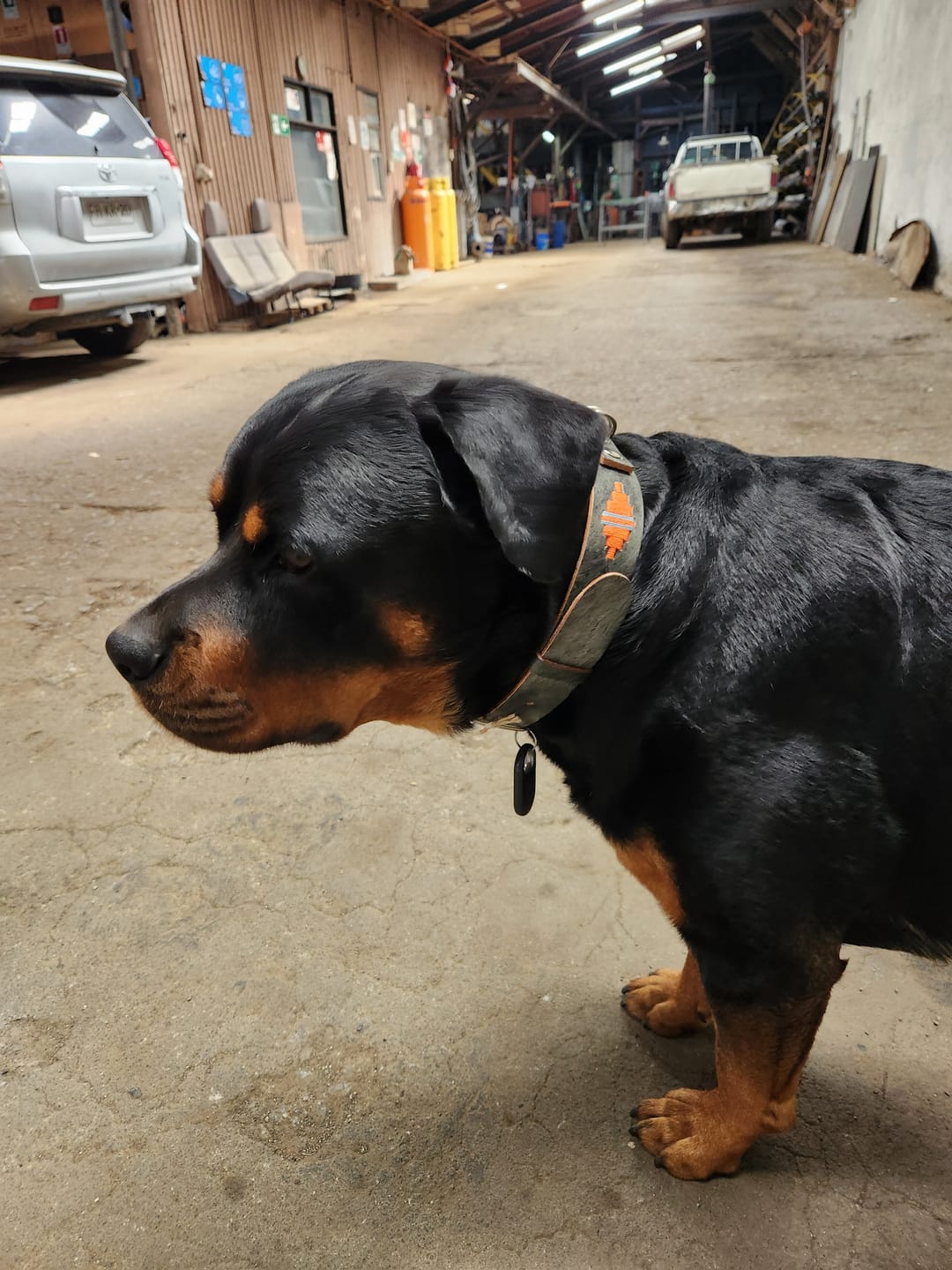 Customer photo review of Collar Lassie Gris/Gris B7