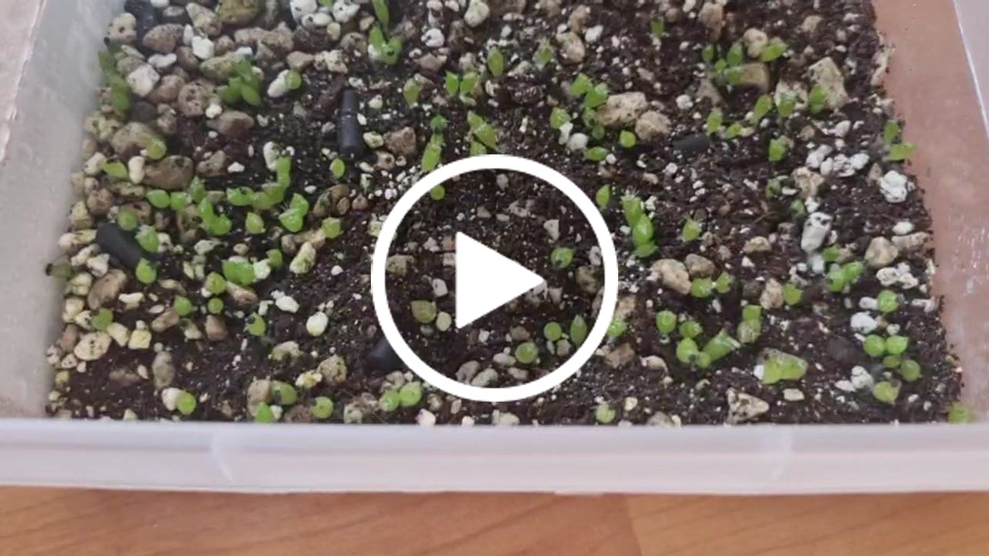 Customer video review of Cacti & Succulent Mix