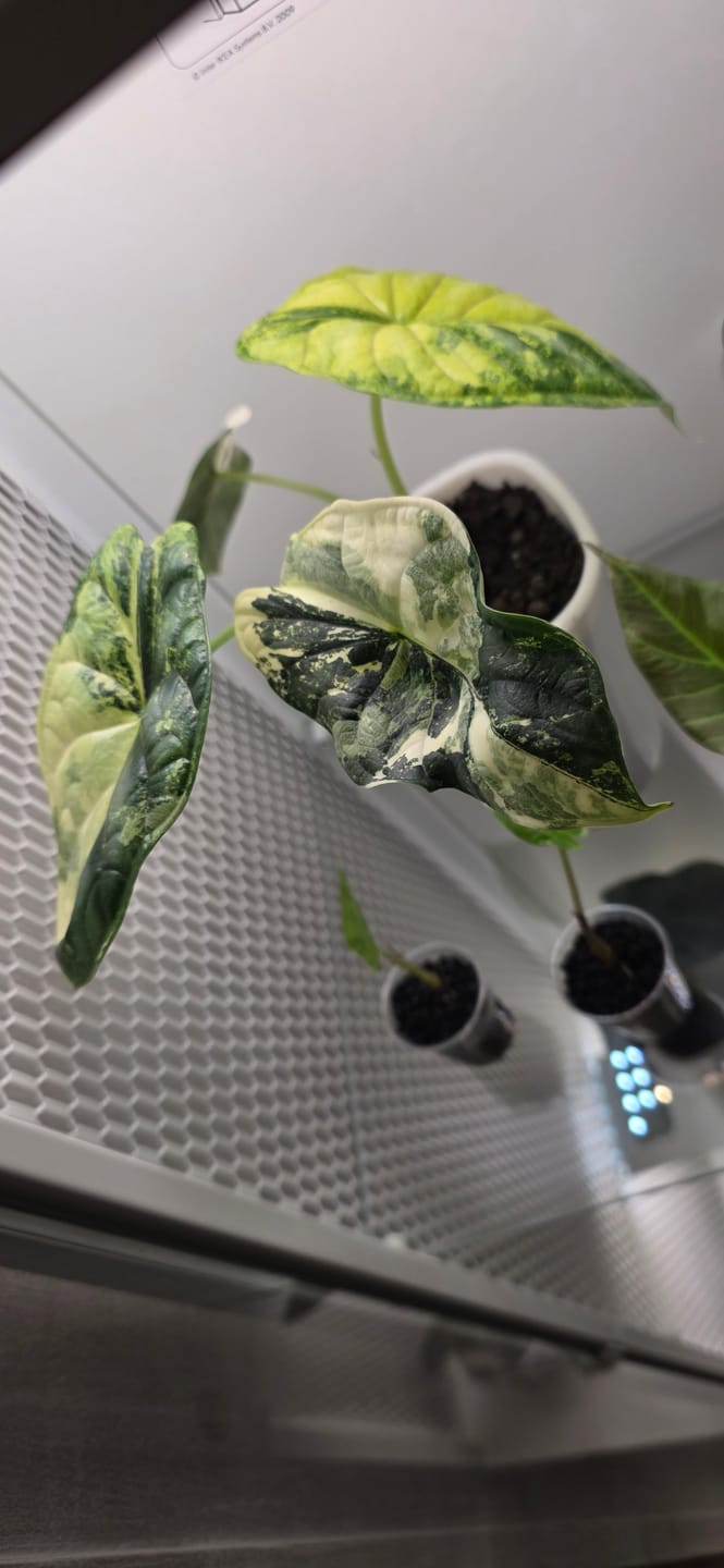 Customer photo review of ALOCASIA DRAGON SCALE VARIEGATA