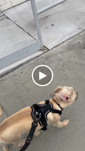 Liza M. review of Anti Pull Hurricane Harness - With Handle - Black image 1 out of 1