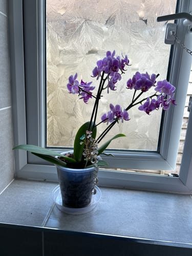 Customer photo review of Butterfly Suncatcher Plant Wand DIY Kit  - Flutter