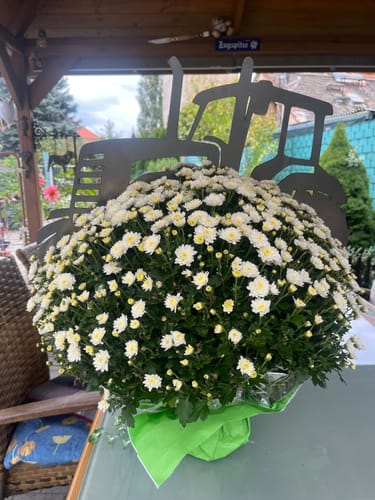 Customer photo review of Gartenstecker Trecker (Traktor)