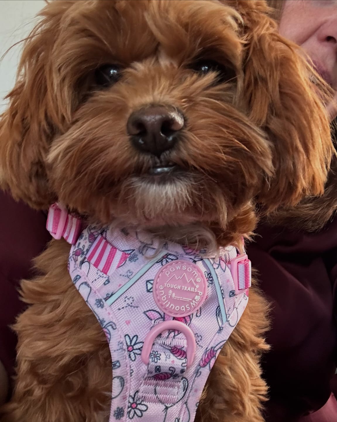 Customer photo review of Disney© Tough Trails™ Harness - Piglet