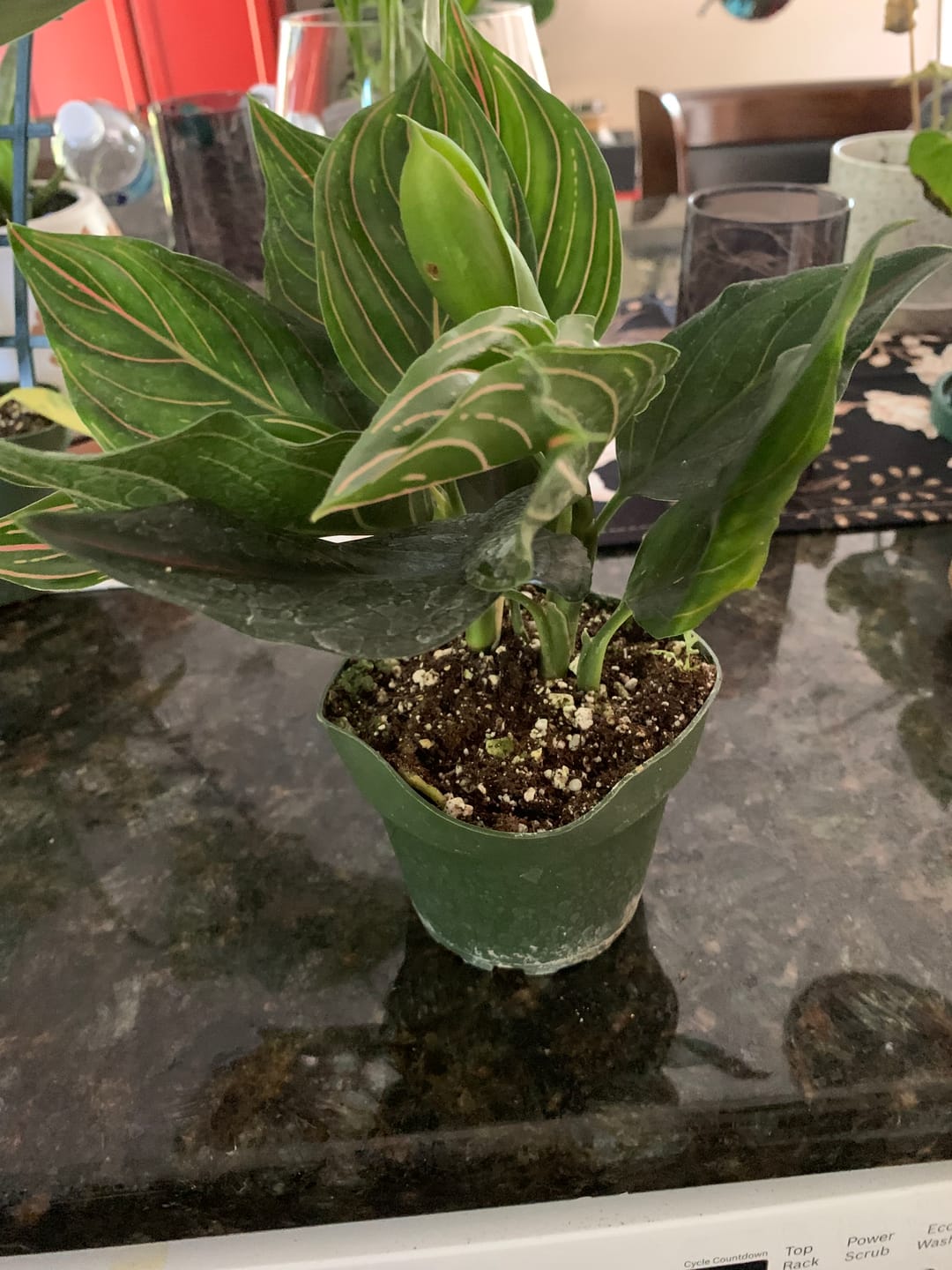 Customer photo review of Aglaonema 'Red Vein'