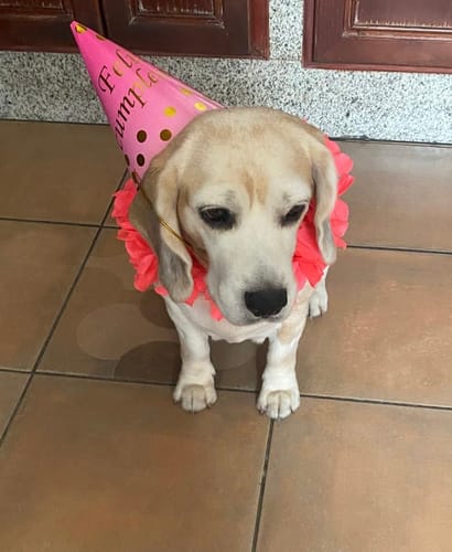 Customer photo review of Grain Free Light & Senior