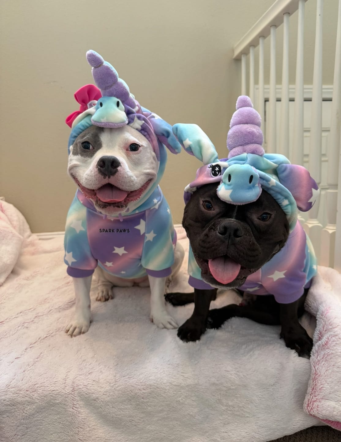 Customer photo review of Halloween Dog Hoodie - Unicorn
