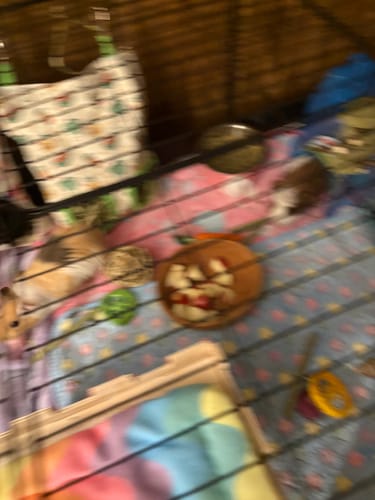 Customer photo review of 4x2 C&C Cage with Stand