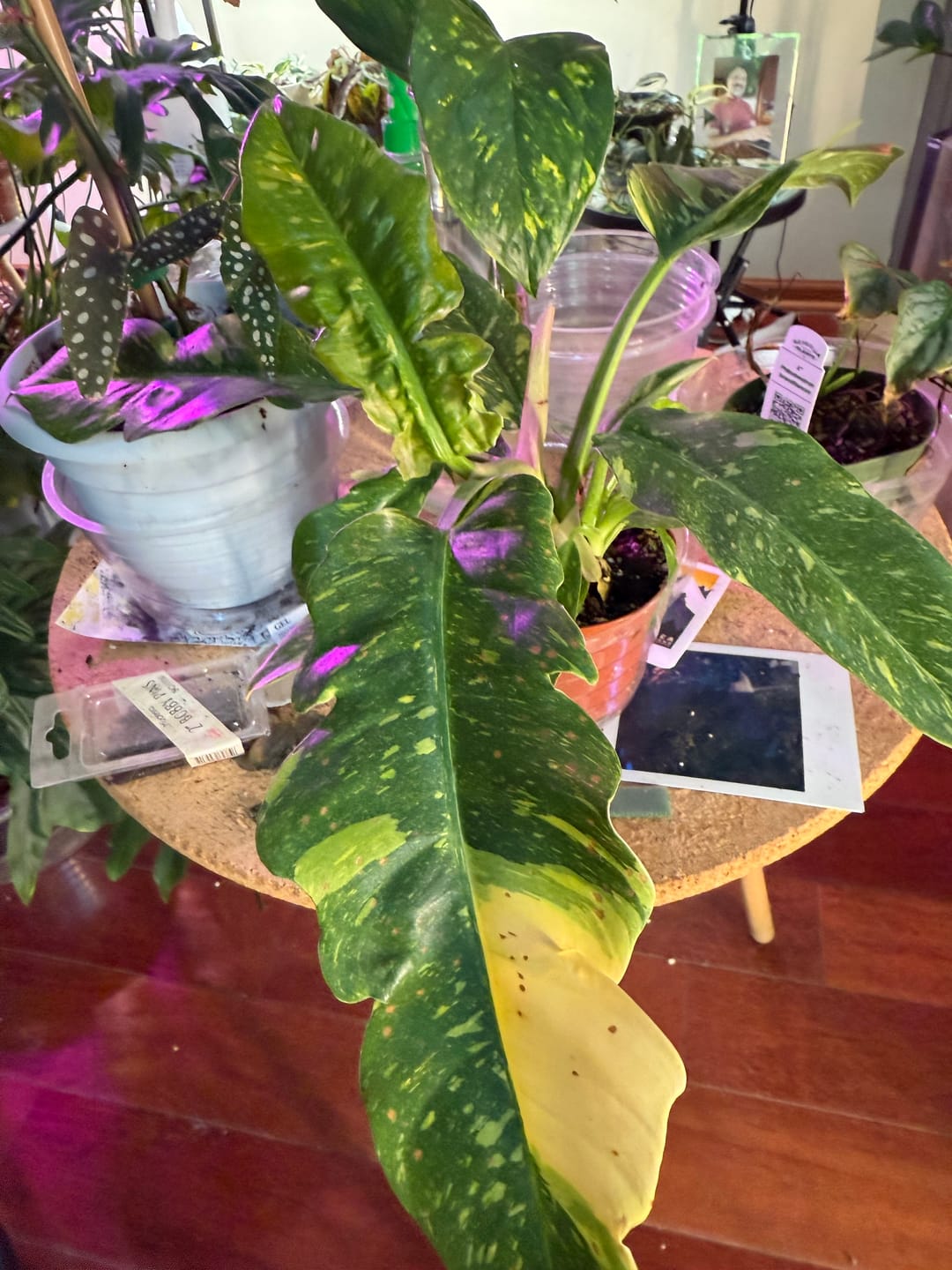 Customer photo review of Philodendron ‘Ring of Fire’