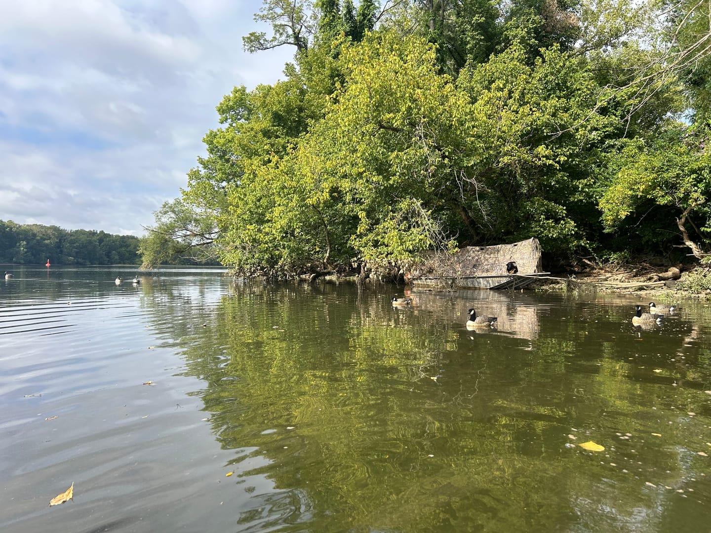 Customer photo review of Tidewe Panel Ground Blind for Duck Hunting