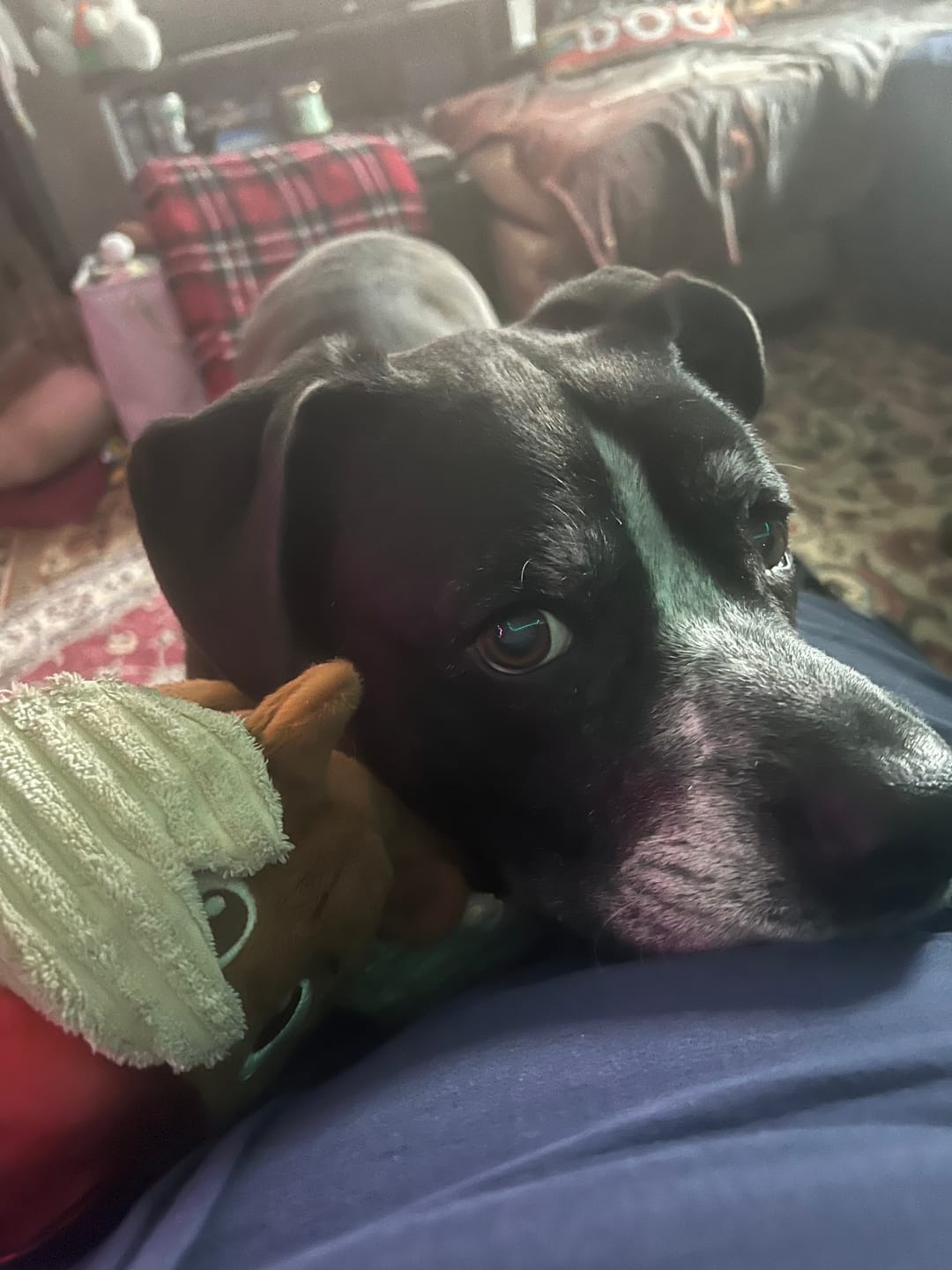 Customer photo review of Beef Jerky Treats for Dogs