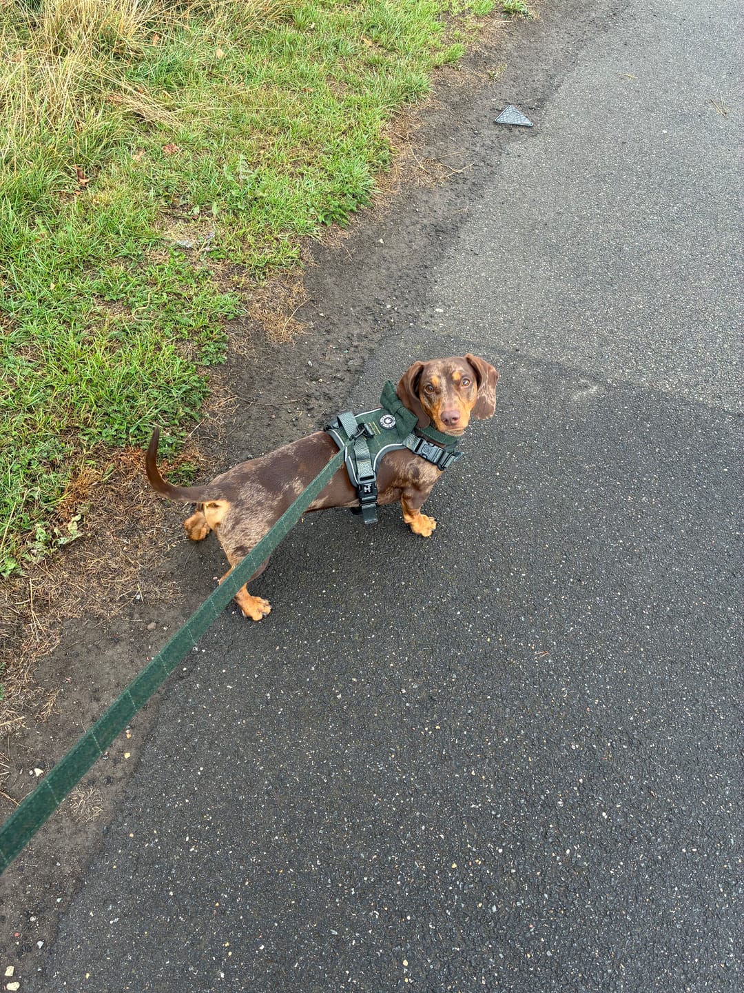 Customer photo review of Trail & Glow® Dog Harness Bundle Set - Forest Tweed