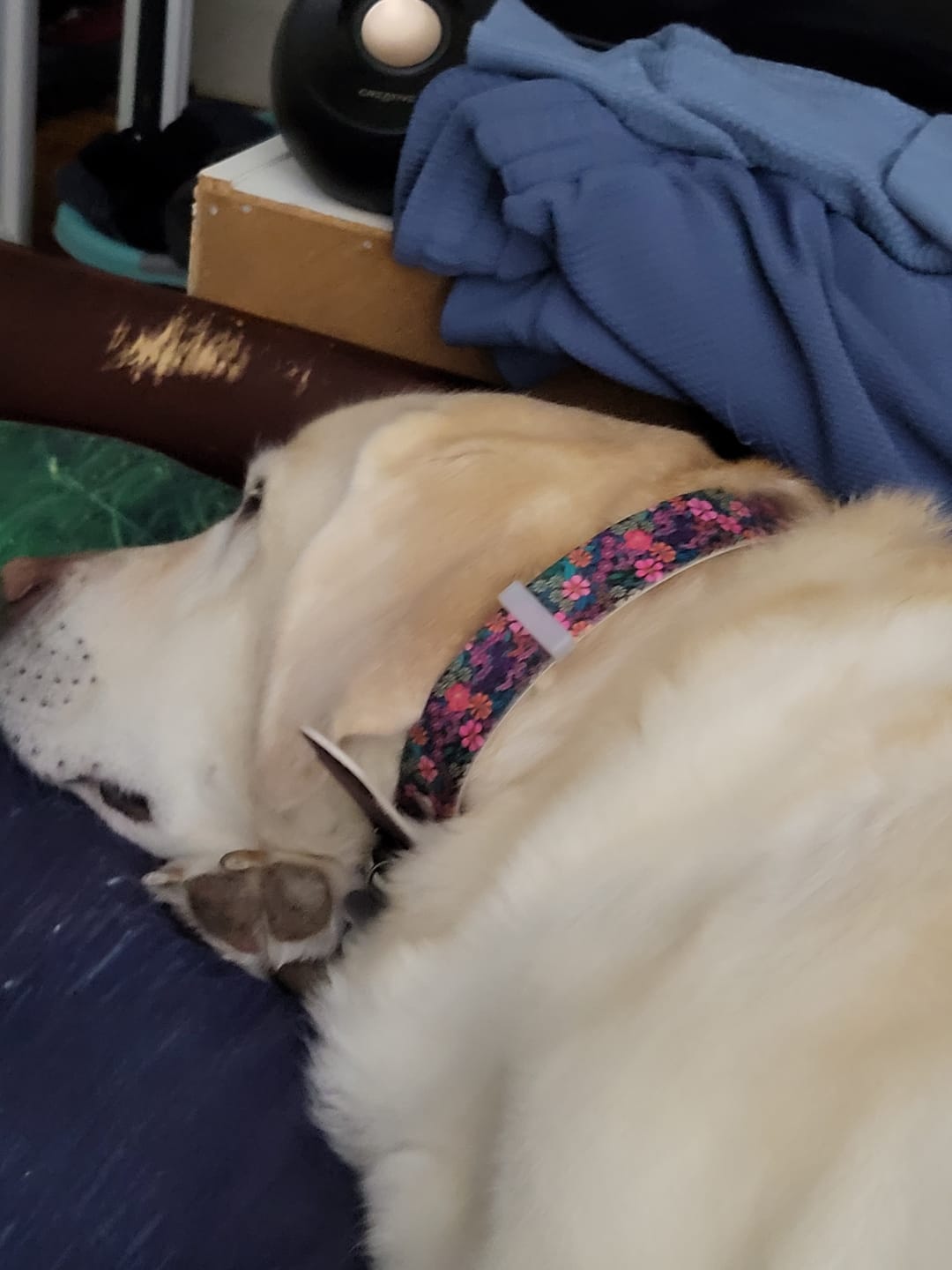 Customer photo review of Southwind - Posies Dog Collar