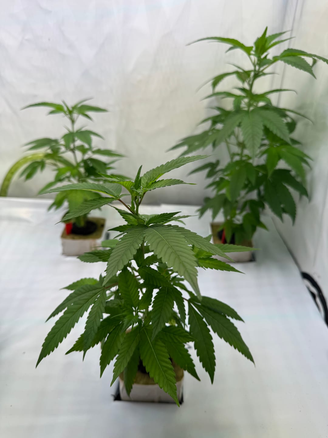 Customer photo review of Hanfstecklinge | Blackberry Moonrock