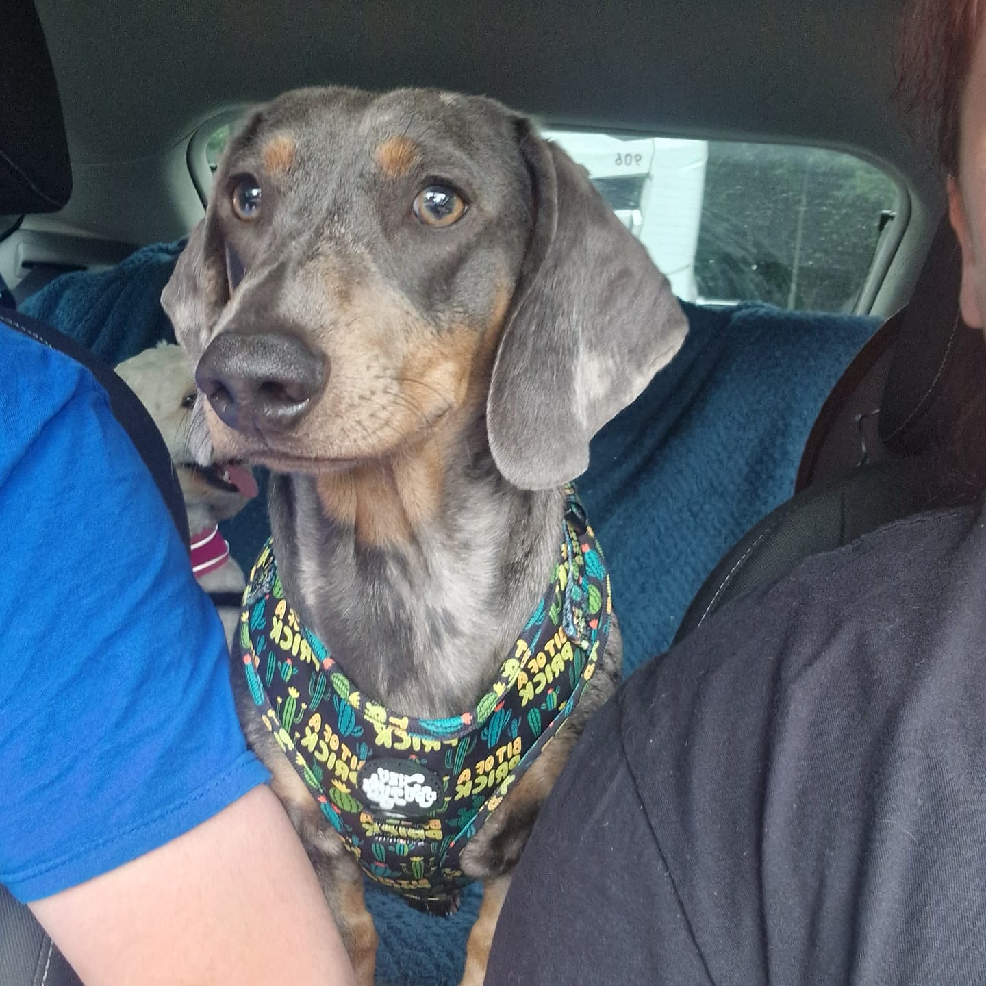 Customer photo review of Bit of a prick harness