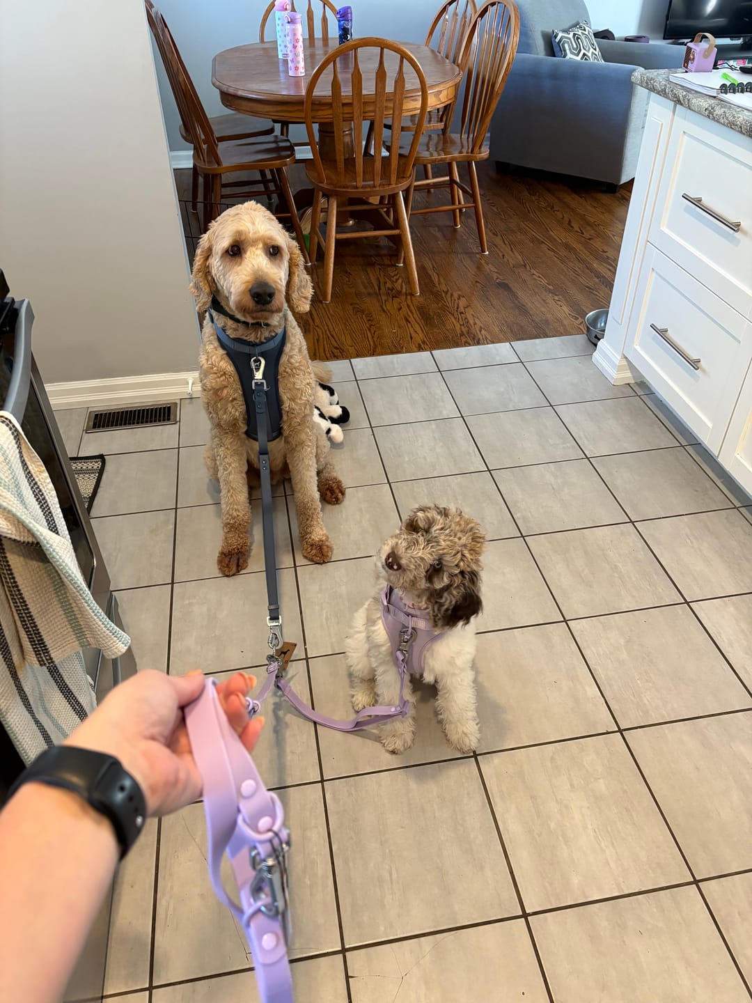 Customer photo review of Solace Adjustable Dog Harness