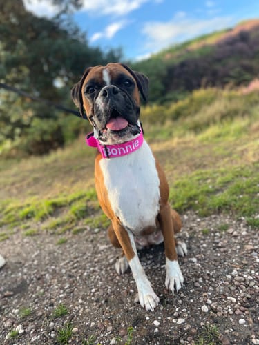 Charlotte W. review of 4cm Combat® Collar | With Handle & Rated Clip - Magenta image 1 out of 3