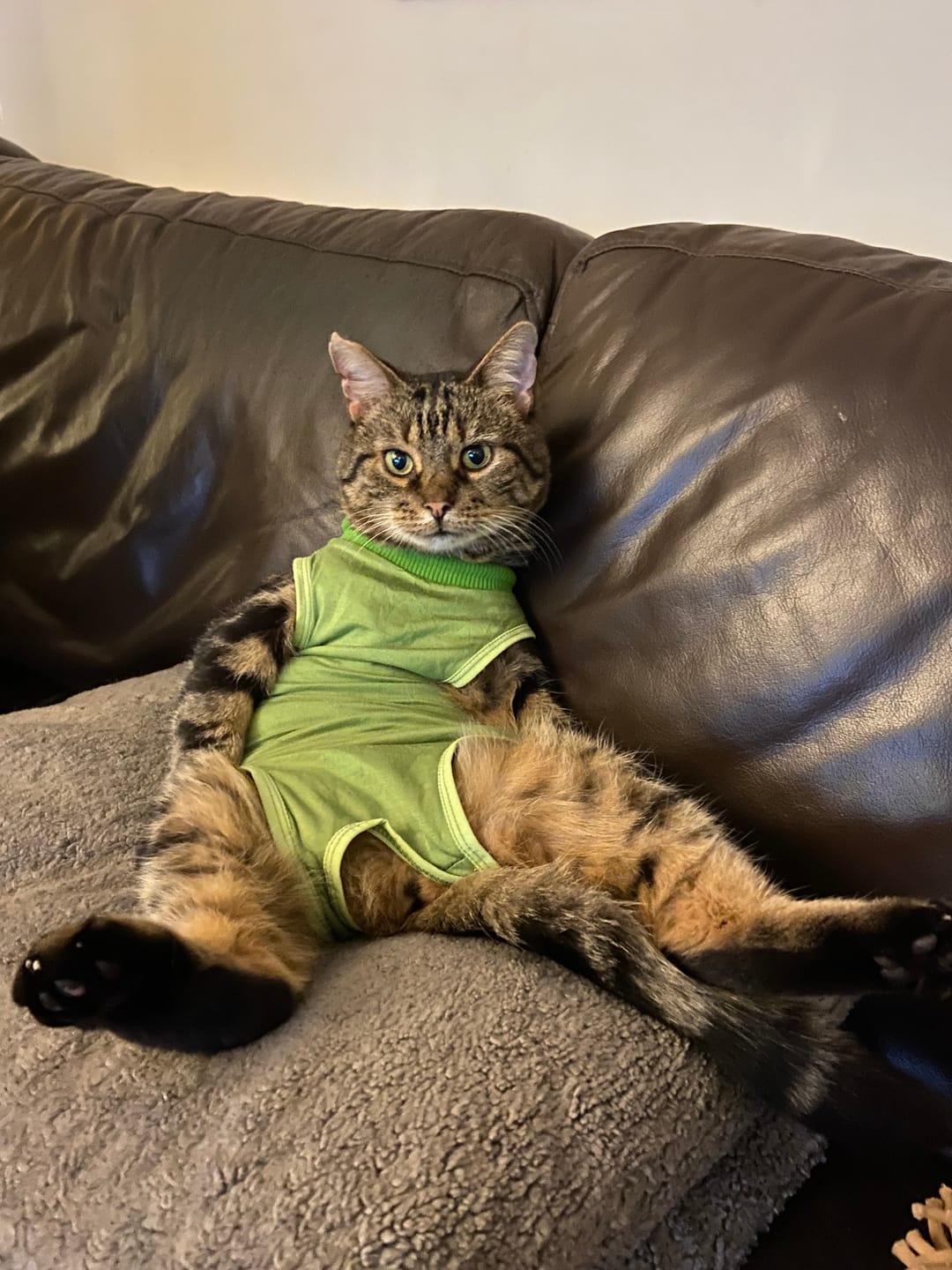 Customer photo review of Cat Duo Pack