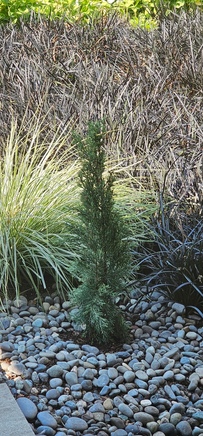 Customer photo review of Dwarf Italian Cypress, Mediterranean Cypress