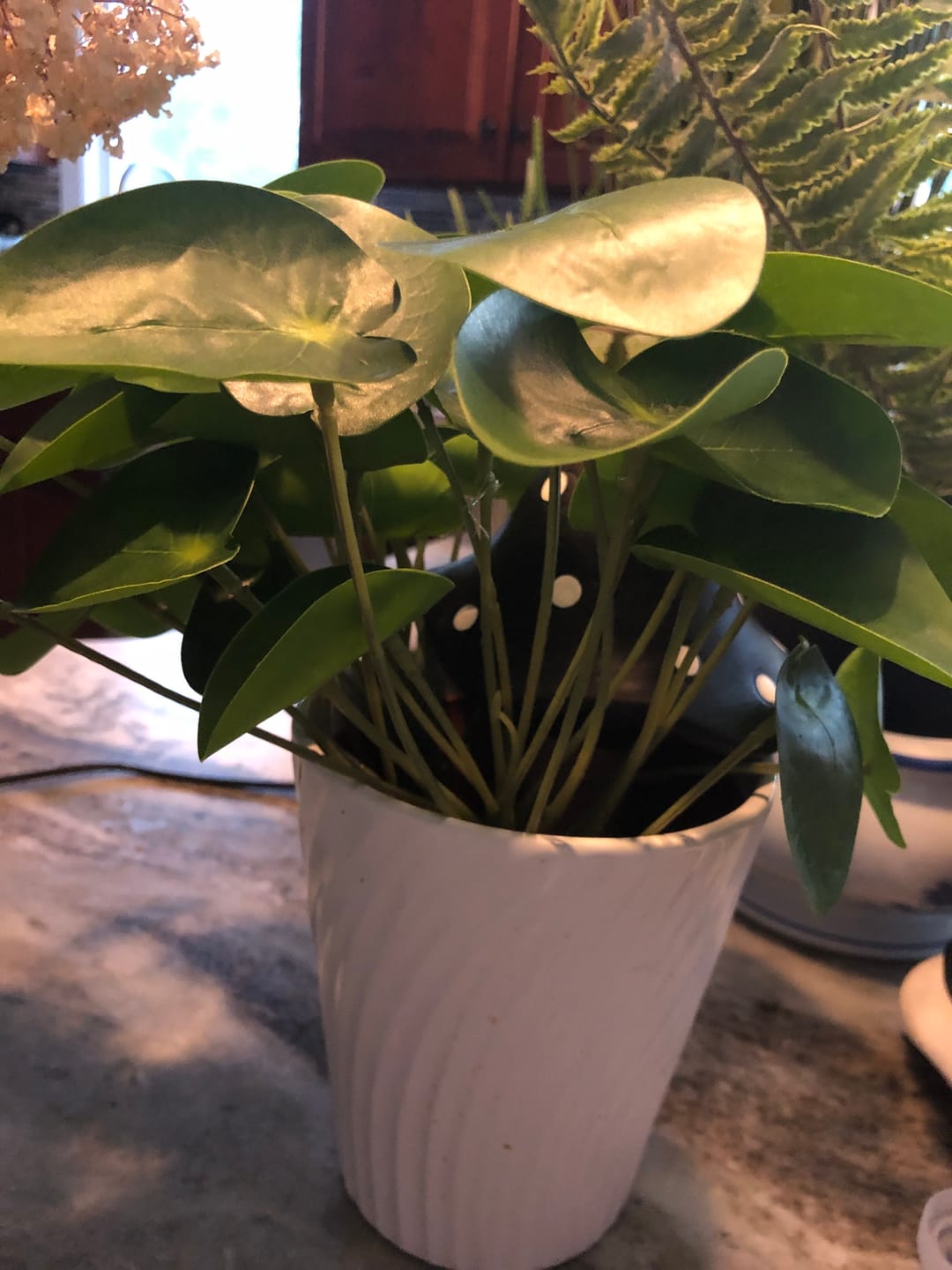Customer photo review of Pilea Chinese Money Pick