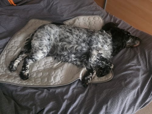 Customer photo review of The Ultimate Cooling Pet Mat