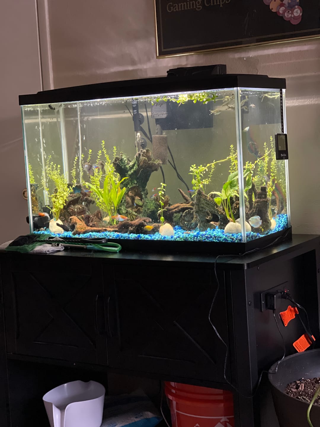 Customer photo review of Rotala Rotundifolia