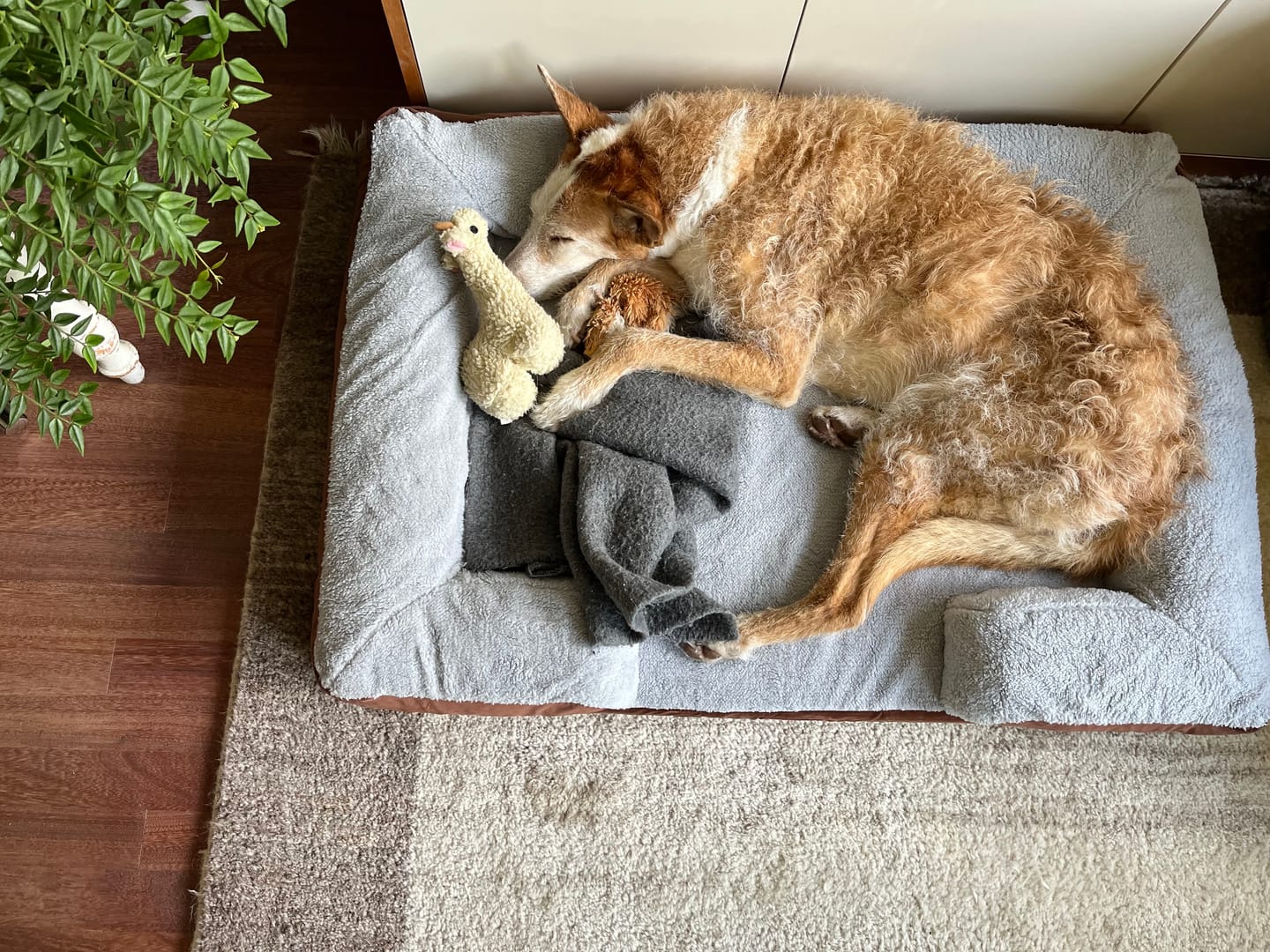 Customer photo review of Pet Perfect Hondenmand - Orthopedisch - Afritsbaar - Bruin