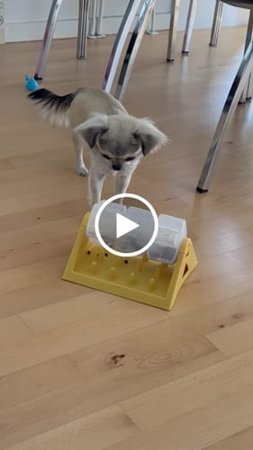 Customer video review of Snack & Spin – Aktiveringslegetøj til Hund
