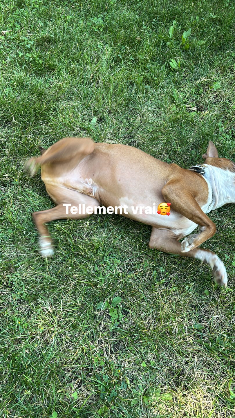 Customer photo review of Vrac Nature's Own - Bully Sticks de boeuf mastication pour chien