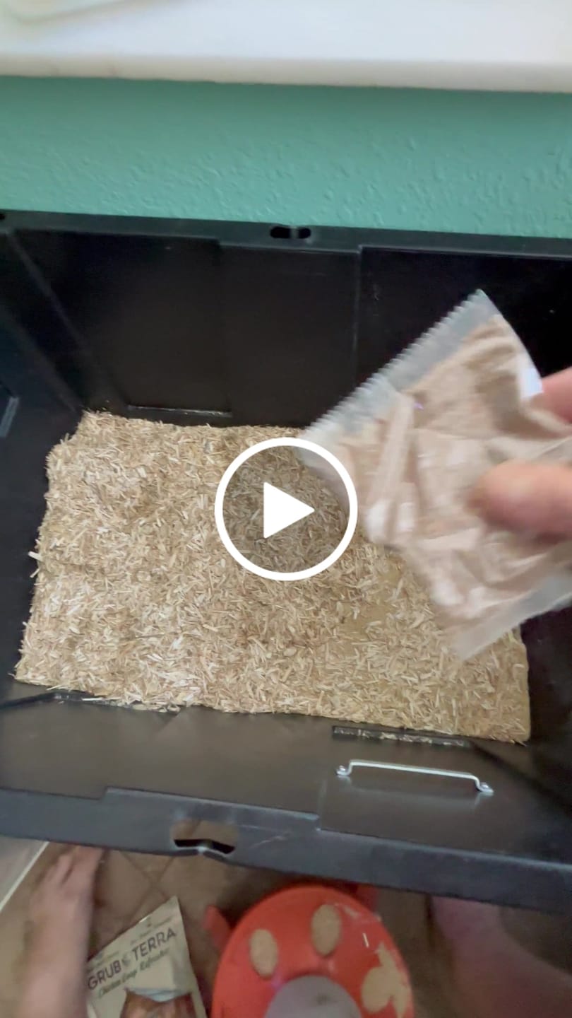 Customer video review of GrubTerra Coop Refresher!!!