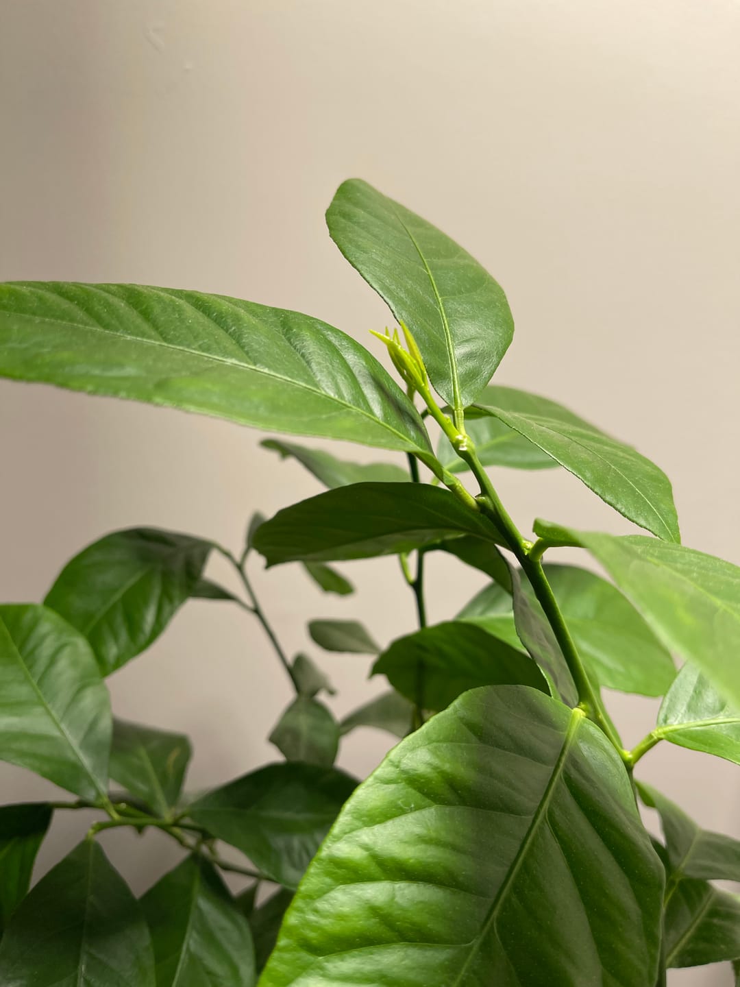 Customer photo review of Kelpy Food for Plants