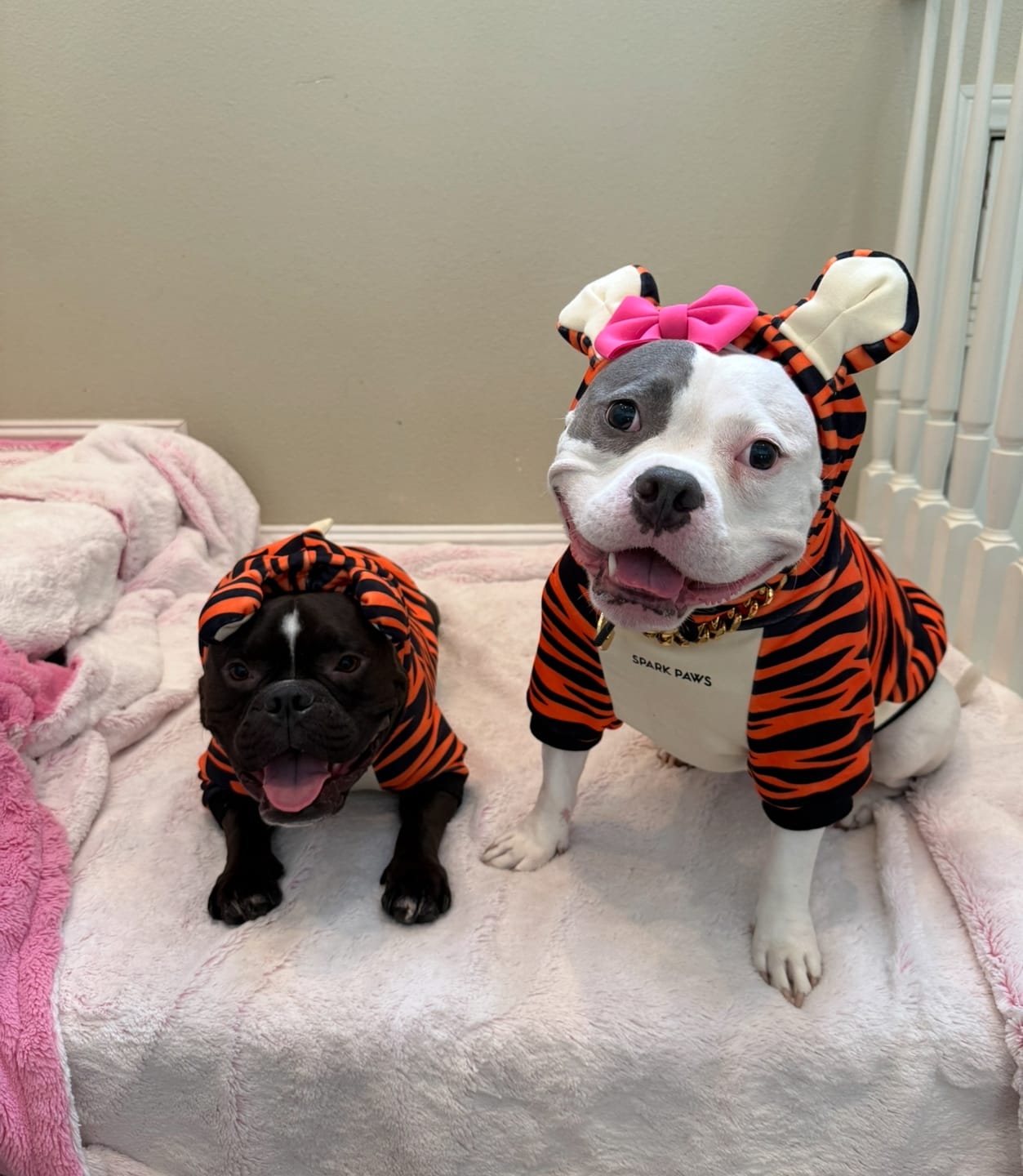 Customer photo review of Halloween Dog Hoodie - Tiger