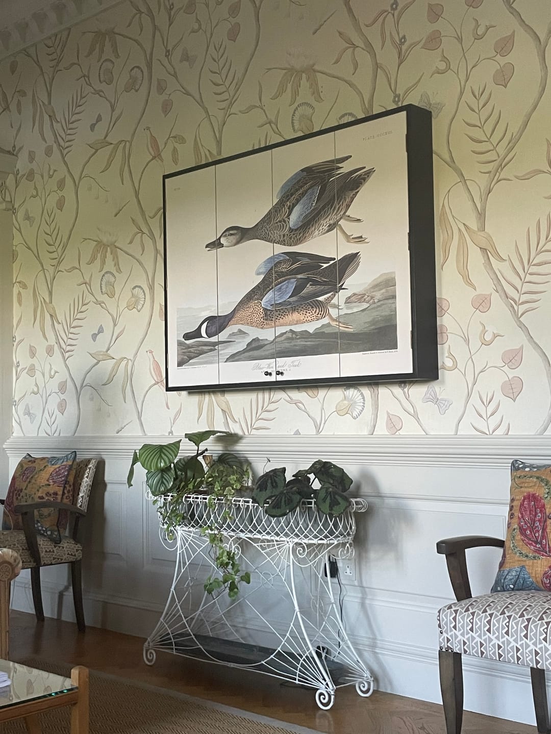 Customer photo review of Blue-Winged Teal by John James Audubon, 1827